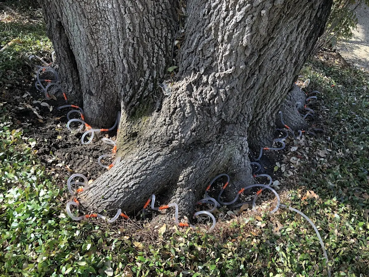 Detailed Tree Cabling and Bracing job site in Eminence