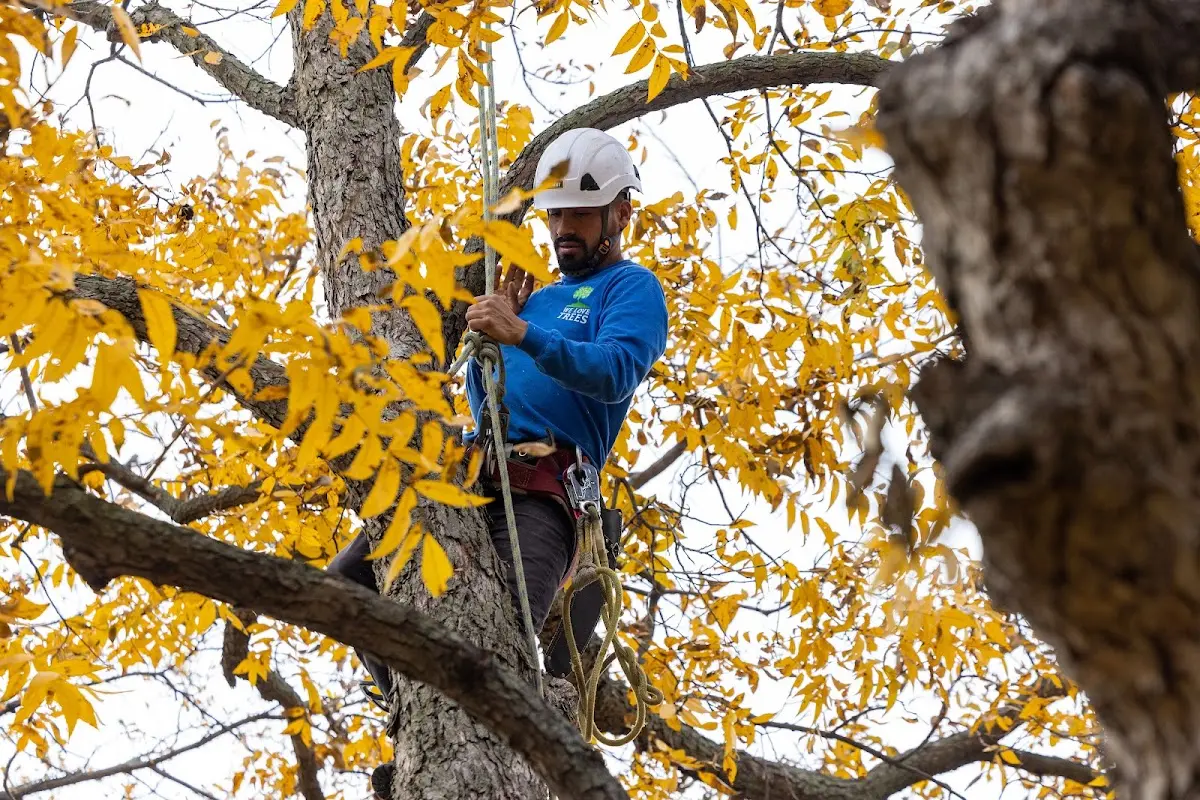 Skilled Tree Planing crew working in Eminence